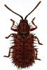 Dicladispa testacea